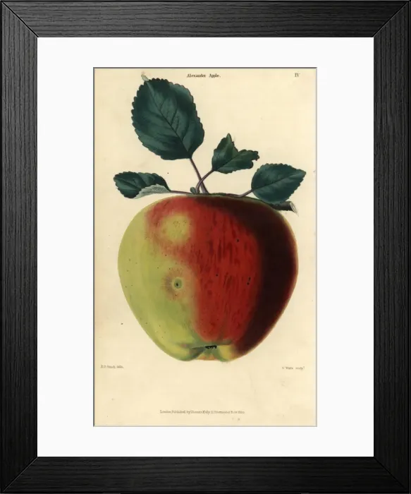Framed Print : Fruit and leaves of the Alexander apple, Malus domestica Framed Print : Fruit and leaves of the Alexander apple, Malus domestica