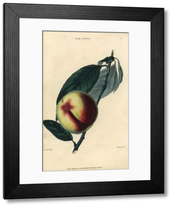 Framed Print : Fruit and leaves of the Elruge nectarine, Prunus persica