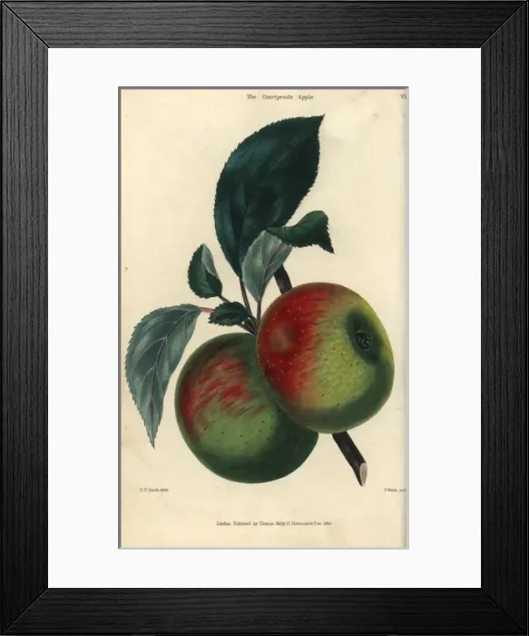 Framed Print : Fruit and leaves of the Courtpendu apple, Malus domestica Framed Print : Fruit and leaves of the Courtpendu apple, Malus domestica