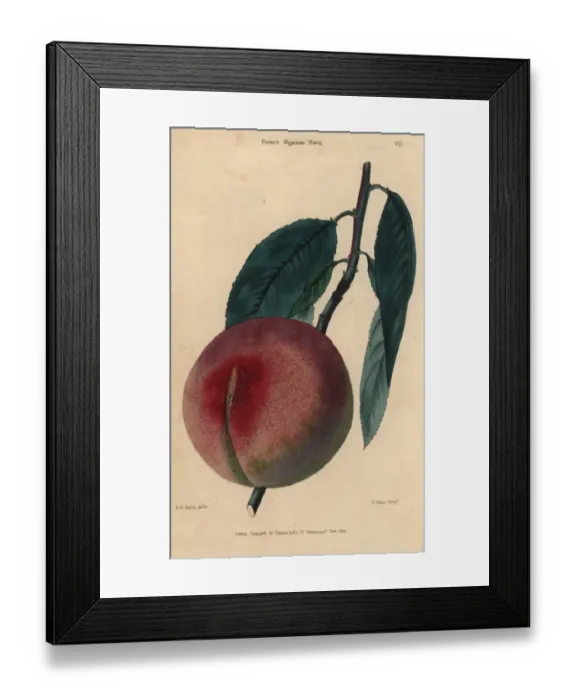Framed Print : Fruit and leaves of the French Mignonne peach Framed Print : Fruit and leaves of the French Mignonne peach