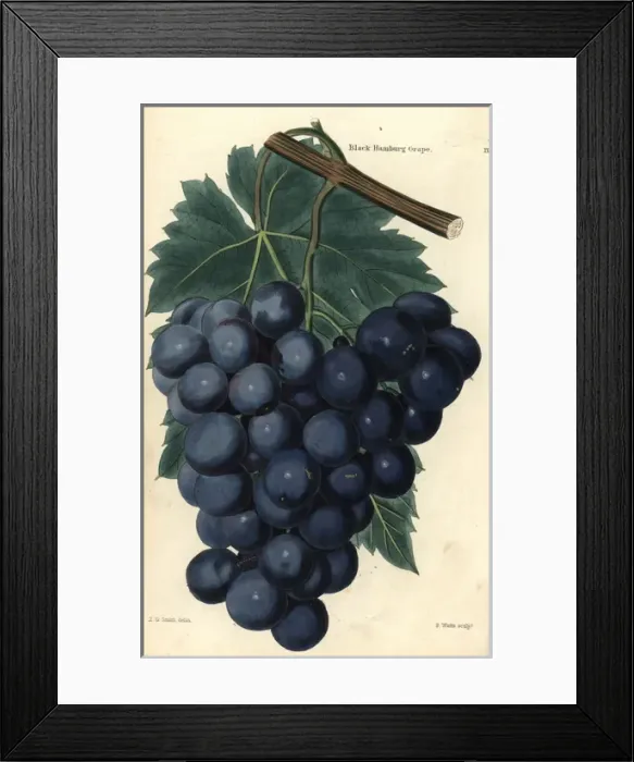 Framed Print : Bunch of grapes and vine leaf of the Black Framed Print : Bunch of grapes and vine leaf of the Black