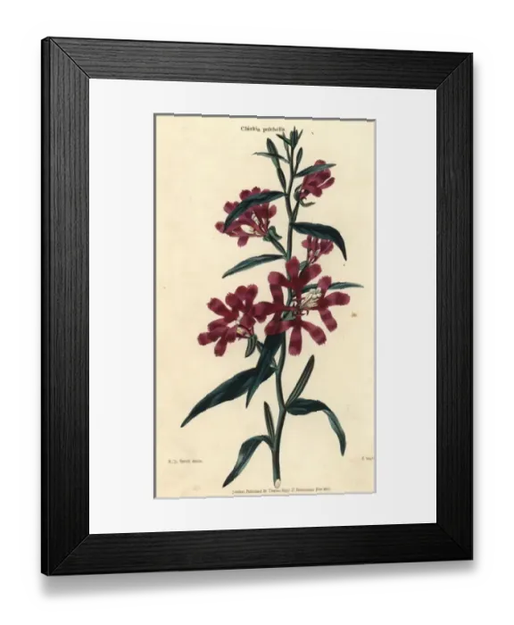 Framed Print : Wine-colored pinkfairies or ragged robins Framed Print : Wine-colored pinkfairies or ragged robins