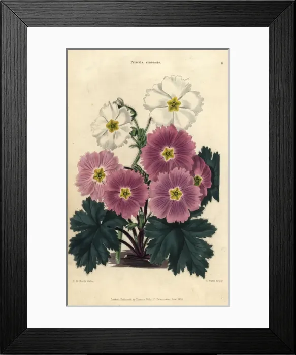 Framed Print : Purple and white flowers of the Chinese primrose Framed Print : Purple and white flowers of the Chinese primrose