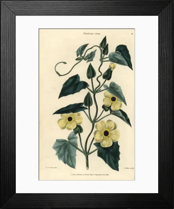 Framed Print : Yellow flowers and leaves of Black-eyed Susan Framed Print : Yellow flowers and leaves of Black-eyed Susan