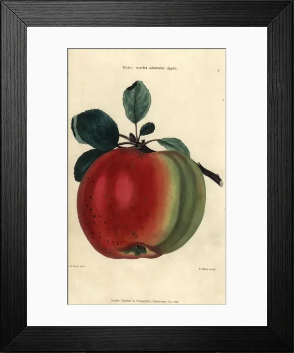 Framed Print : Fruit and leaves of Kirkes scarlet admirable Framed Print : Fruit and leaves of Kirkes scarlet admirable
