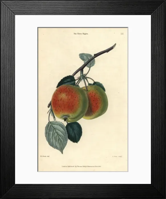 Framed Print : Scarlet fruit and leaves of the Kerry Pippin Framed Print : Scarlet fruit and leaves of the Kerry Pippin