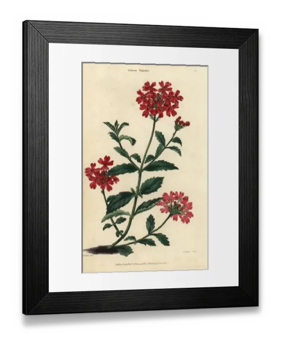 Framed Print : Scarlet flowered vervain, Verbena melindris Framed Print : Scarlet flowered vervain, Verbena melindris