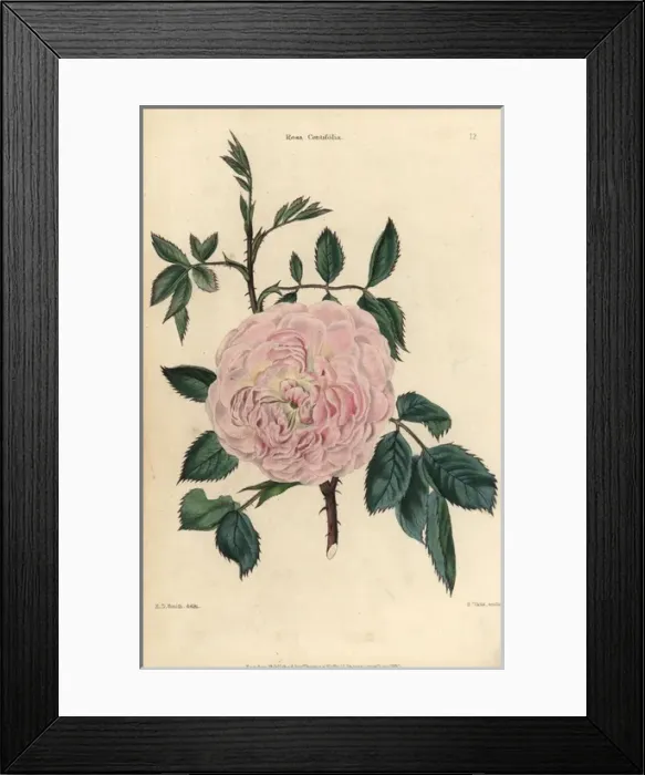 Framed Print : Pink flowered Rosa centifolia, leaves, thorny stems Framed Print : Pink flowered Rosa centifolia, leaves, thorny stems