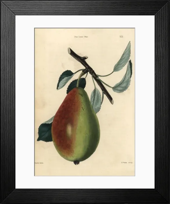 Framed Print : Ripe fruit and leaves of the Bon Louis Pear, Pyrus communis Framed Print : Ripe fruit and leaves of the Bon Louis Pear, Pyrus communis