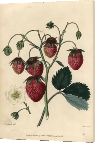 Ripe fruit and flower of the Roseberry Strawberry
