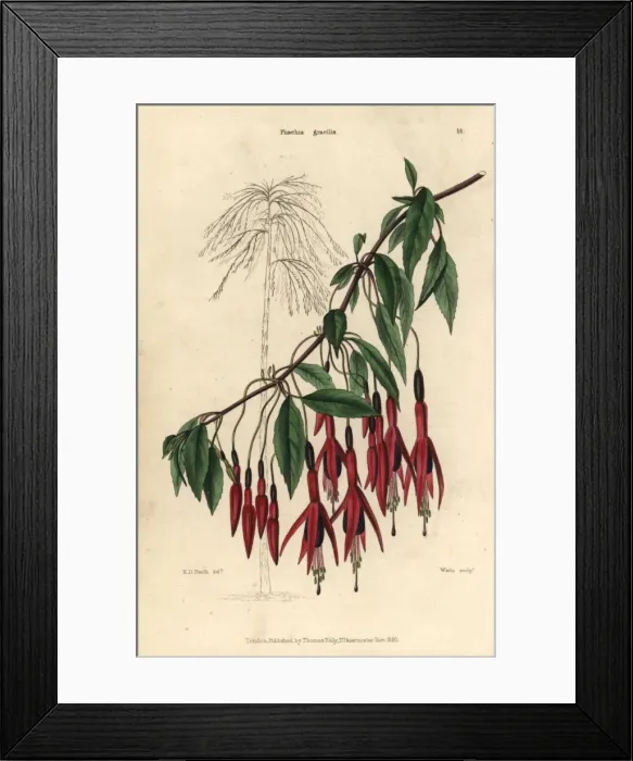Framed Print : Crimson and purple flowered Fuchsia gracilis Framed Print : Crimson and purple flowered Fuchsia gracilis