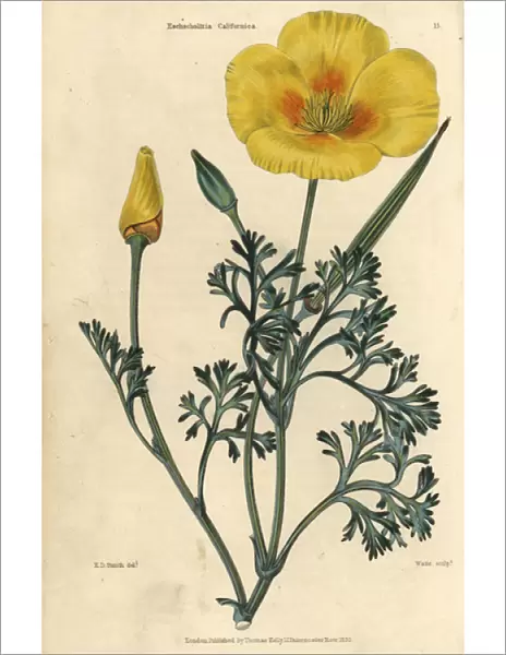Yellow flowered California poppy, Eschscholzia californica