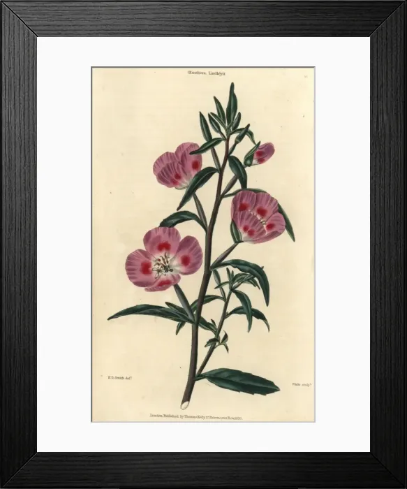 Framed Print : Purple flowered evening primrose, Oenothera lindleyi Framed Print : Purple flowered evening primrose, Oenothera lindleyi