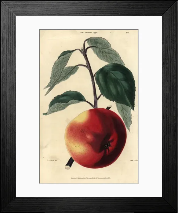Framed Print : Fruit and leaves of the Red Astracan apple, Malus domestica Framed Print : Fruit and leaves of the Red Astracan apple, Malus domestica