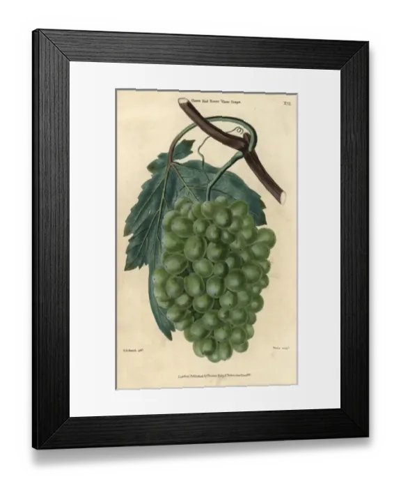Framed Print : Ripe green grapes, vine and leaf of the Grove Framed Print : Ripe green grapes, vine and leaf of the Grove