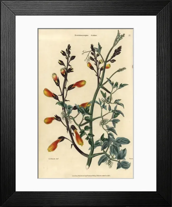 Framed Print : Yellow flowered Chilean glory creeper, Eccremocarpus scaber Framed Print : Yellow flowered Chilean glory creeper, Eccremocarpus scaber