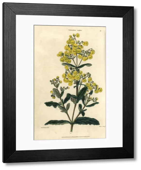 Framed Print : Yellow flowered Calceolaria rugosa Framed Print : Yellow flowered Calceolaria rugosa