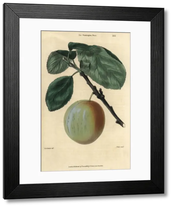 Framed Print : Ripe fruit and leaves of the Washington plum Framed Print : Ripe fruit and leaves of the Washington plum
