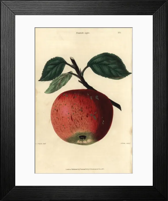 Framed Print : Ripe fruit and leaves of the Nonsuch apple, Malus domestica Framed Print : Ripe fruit and leaves of the Nonsuch apple, Malus domestica