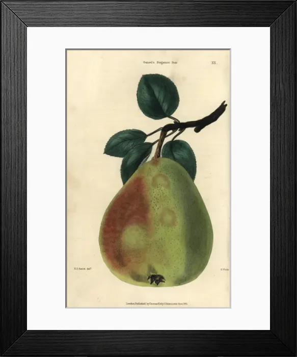 Framed Print : Ripe fruit and leaves of Gansels Bergamot Framed Print : Ripe fruit and leaves of Gansels Bergamot