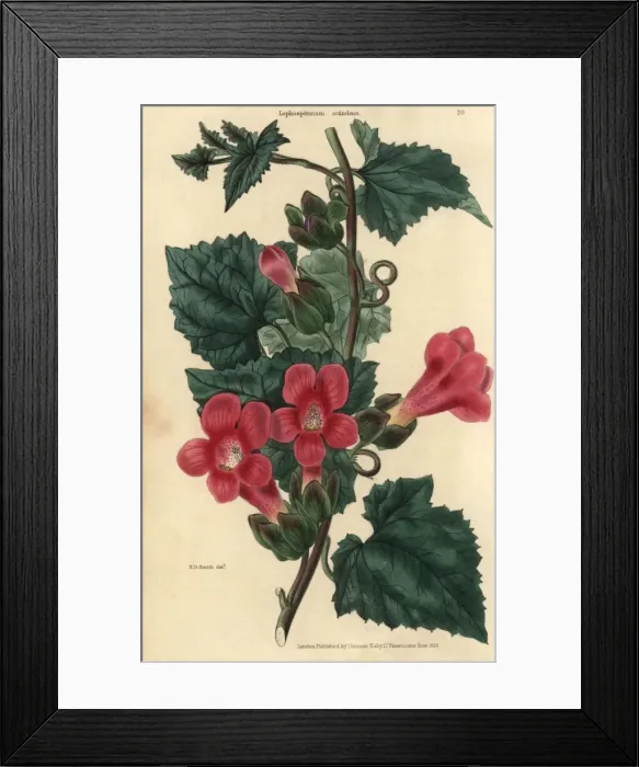 Framed Print : Crimson flowered climbing or scandent Lophospermum Framed Print : Crimson flowered climbing or scandent Lophospermum