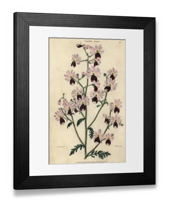 Framed Print : Pink and purple flowered poor mans orchid Framed Print : Pink and purple flowered poor mans orchid