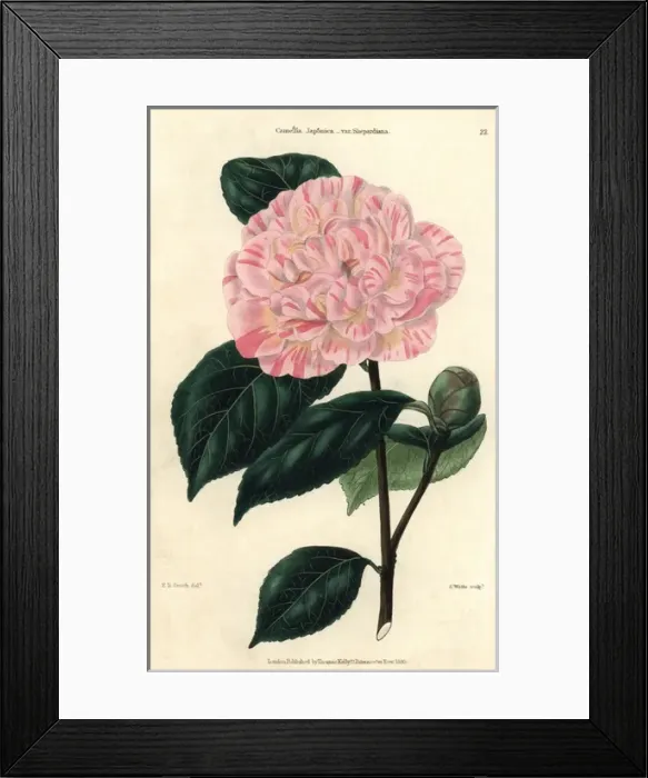 Framed Print : Pink and yellow flowered camellia, Camellia Framed Print : Pink and yellow flowered camellia, Camellia