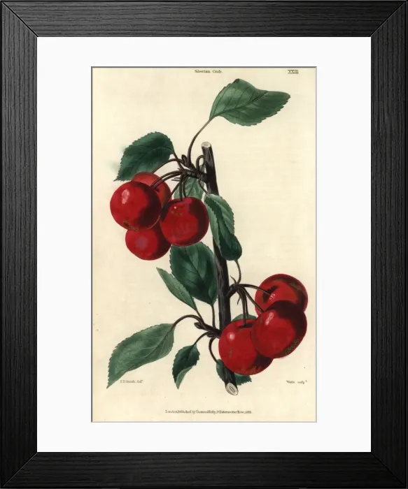 Framed Print : Ripe crimson Siberian Crab cherries, Prunus species Framed Print : Ripe crimson Siberian Crab cherries, Prunus species