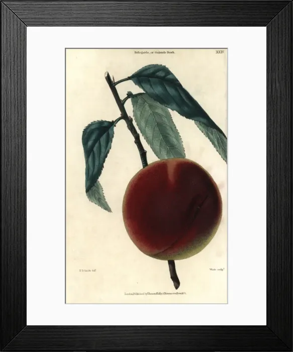 Framed Print : Ripe fruit and leaves of the Bellegarde or Framed Print : Ripe fruit and leaves of the Bellegarde or