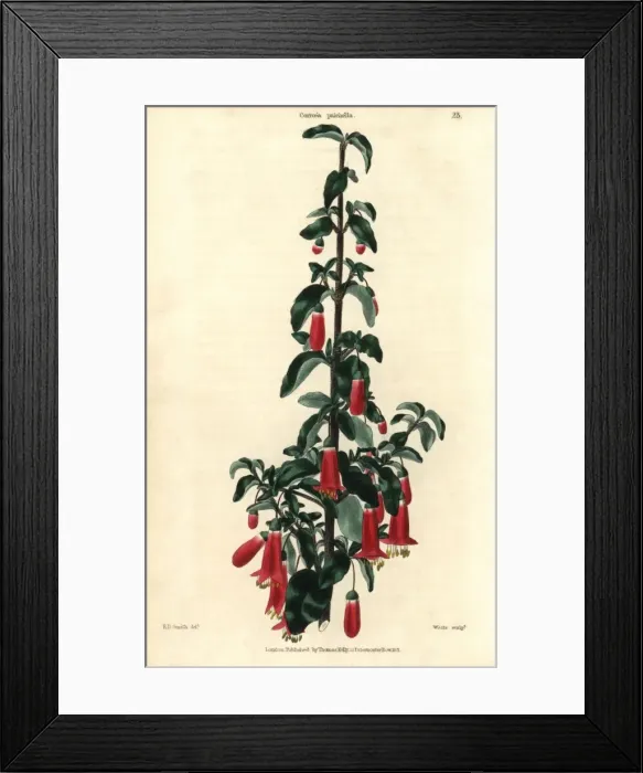 Framed Print : Scarlet flowered salmon correa, Corroea pulchella Framed Print : Scarlet flowered salmon correa, Corroea pulchella