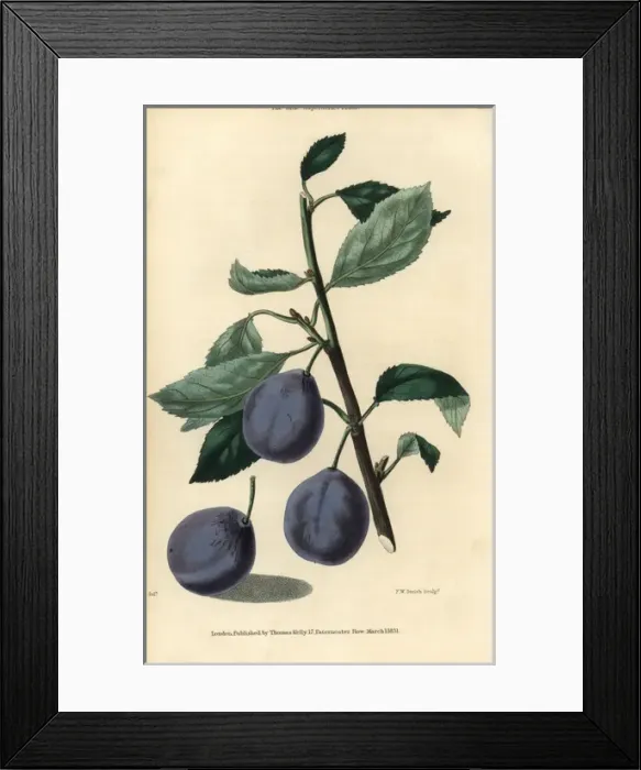Framed Print : Ripe fruit and leaves of the Blue Imperatrice Framed Print : Ripe fruit and leaves of the Blue Imperatrice
