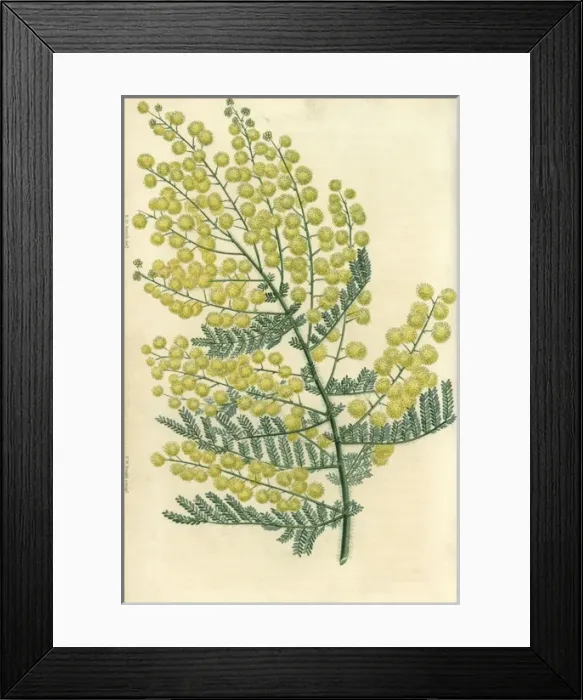 Framed Print : Yellow flowered hairy-stemmed acacia, Acacia pubescens Framed Print : Yellow flowered hairy-stemmed acacia, Acacia pubescens
