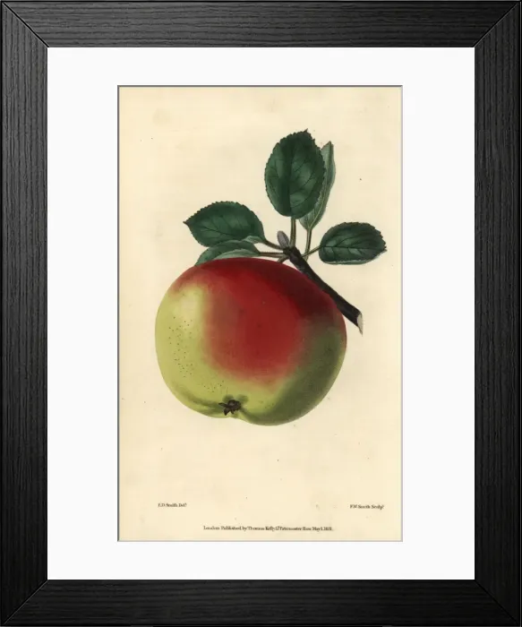 Framed Print : Ripe green and red fruit of the White Hawthornden Framed Print : Ripe green and red fruit of the White Hawthornden