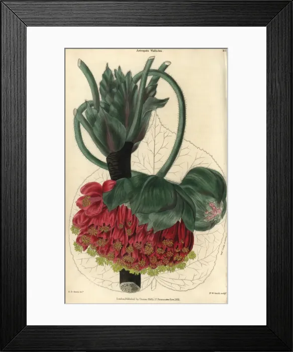 Framed Print : Crimson and yellow flowered Wallichs astrapaea Framed Print : Crimson and yellow flowered Wallichs astrapaea