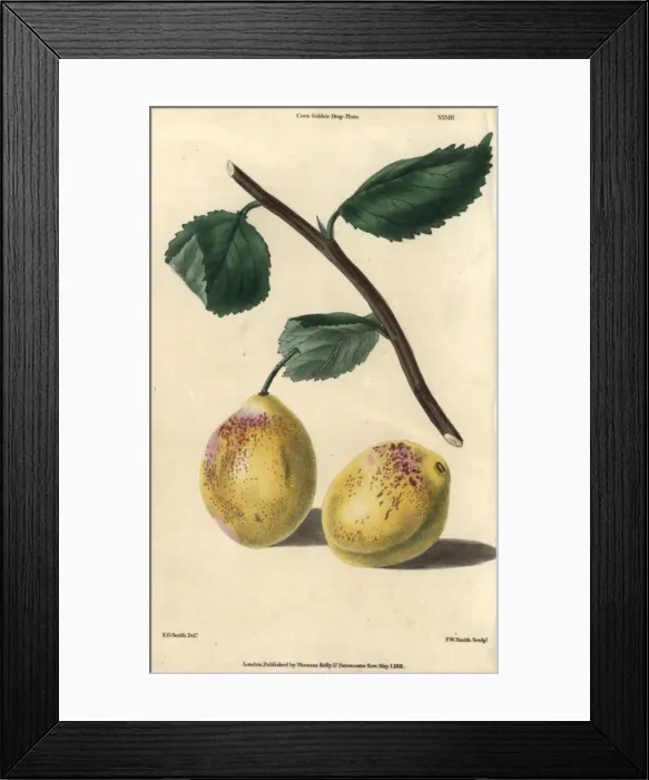 Framed Print : Ripe fruit and leaves of Coes Golden Drop Framed Print : Ripe fruit and leaves of Coes Golden Drop