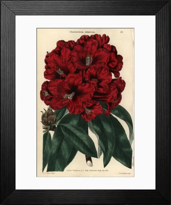 Framed Print : Crimson flowered rhododendron, Rhododendron arboreum Framed Print : Crimson flowered rhododendron, Rhododendron arboreum