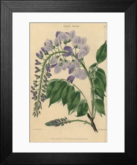 Framed Print : Pale blue and lilac flowered Chinese Glycine Framed Print : Pale blue and lilac flowered Chinese Glycine