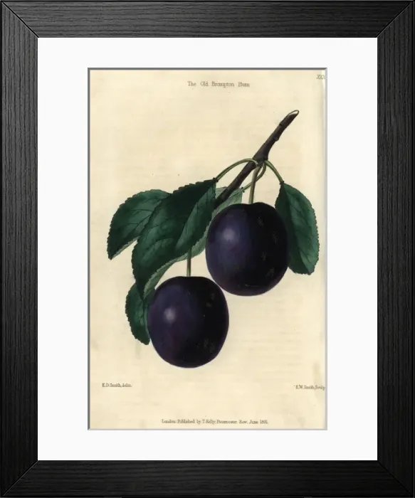 Framed Print : Ripe blue purple Old Brompton Plum, Prunus domestica Framed Print : Ripe blue purple Old Brompton Plum, Prunus domestica