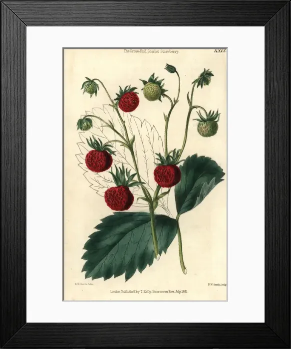 Framed Print : Ripe and green fruit of the Grove End Scarlet Framed Print : Ripe and green fruit of the Grove End Scarlet