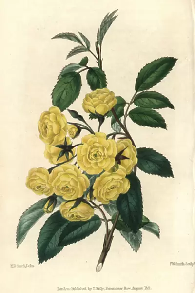 Many small yellow roses, Lady Banks rose, Rosa