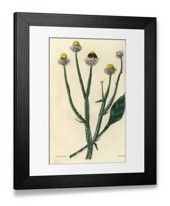 Framed Print : Yellow and brown flowered wing-stalked Ammobium alatum Framed Print : Yellow and brown flowered wing-stalked Ammobium alatum