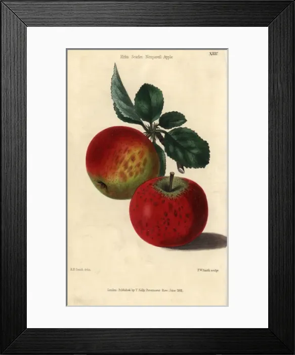 Framed Print : Red ripe fruit and leaves of Kirkes Scarlet Framed Print : Red ripe fruit and leaves of Kirkes Scarlet