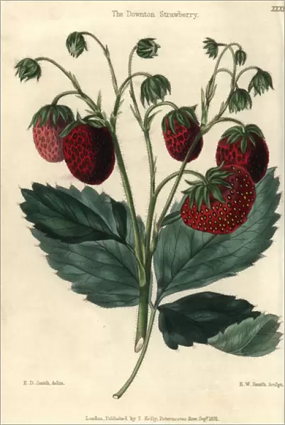 Ripe red fruit and leaves of the Downton Strawberry