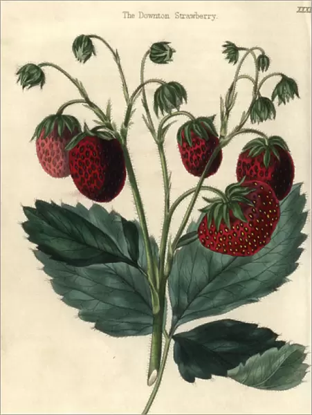 Ripe red fruit and leaves of the Downton Strawberry