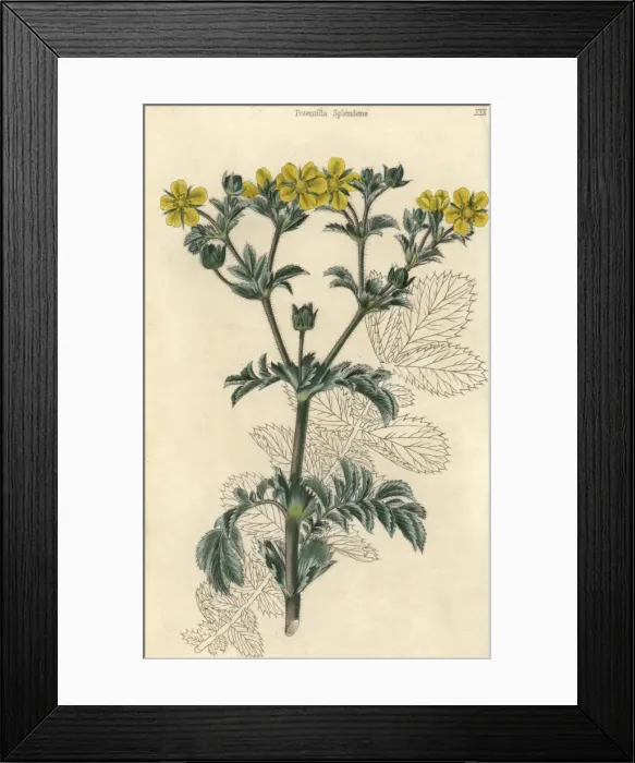 Framed Print : Yellow flowered splendid cinquefoil, Potentilla splendens Framed Print : Yellow flowered splendid cinquefoil, Potentilla splendens
