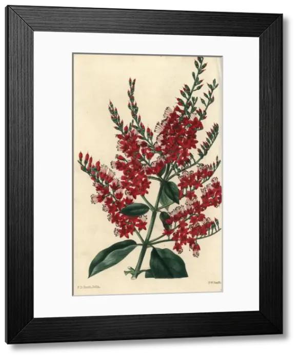 Framed Print : Crimson flowered purple Combretum purpureum Framed Print : Crimson flowered purple Combretum purpureum