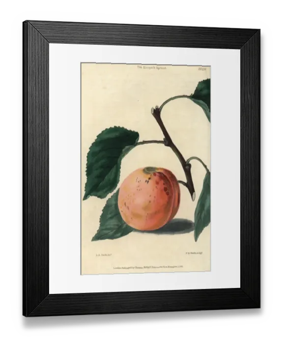 Framed Print : Ripe fruit and leaves of the Moorpark Apricot Framed Print : Ripe fruit and leaves of the Moorpark Apricot