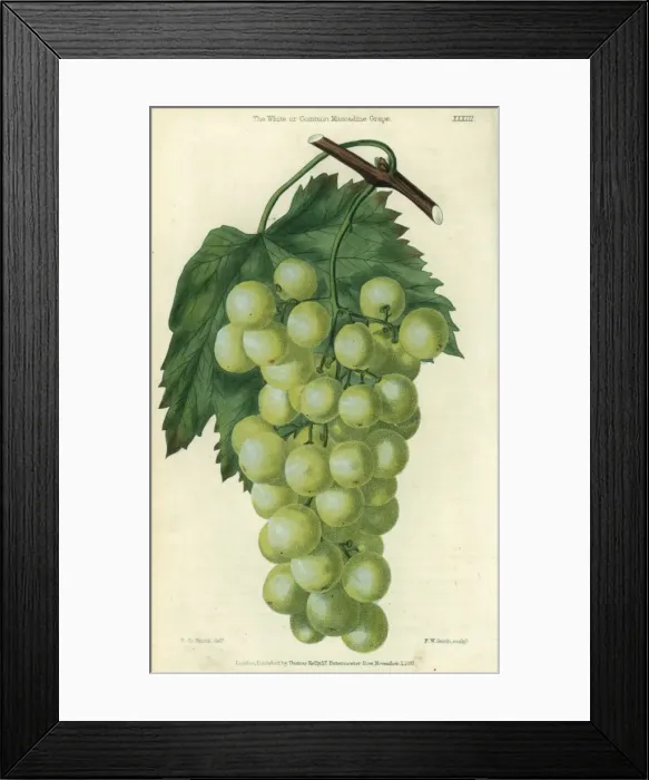Framed Print : Green grapes, vine and leaf of the White or Framed Print : Green grapes, vine and leaf of the White or
