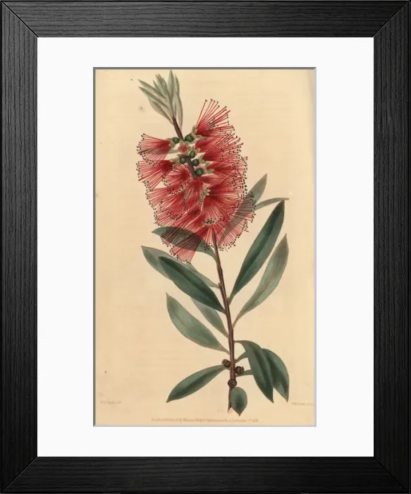 Framed Print : Crimson flowered showy, Metrosideros speciosus Framed Print : Crimson flowered showy, Metrosideros speciosus