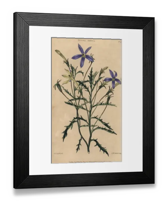 Framed Print : Blue flowered Isotoma axillaris Framed Print : Blue flowered Isotoma axillaris